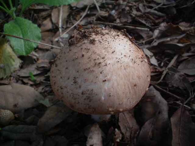 Agaricus silvaticus